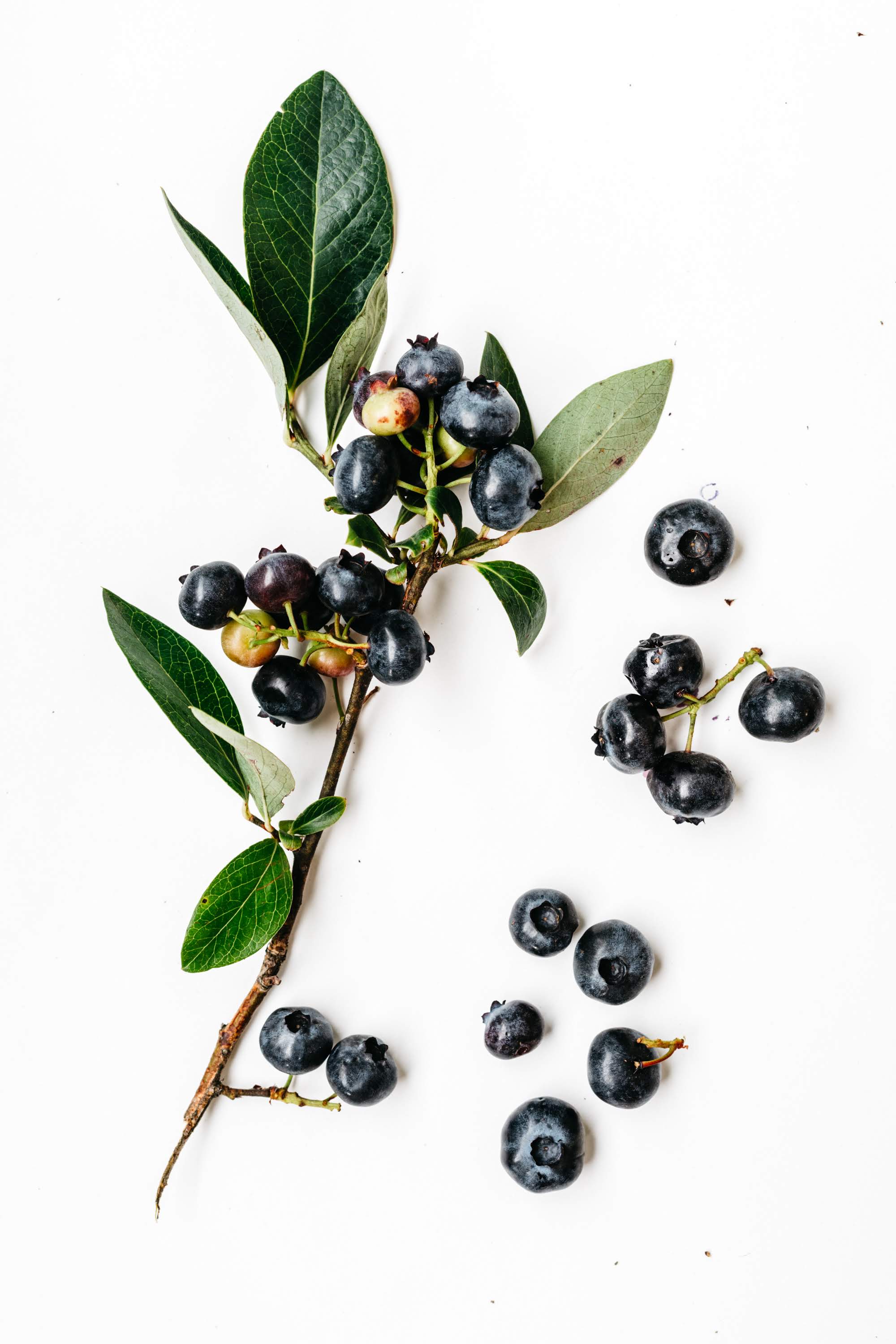 Fresh blueberries from Tuckaway Farm