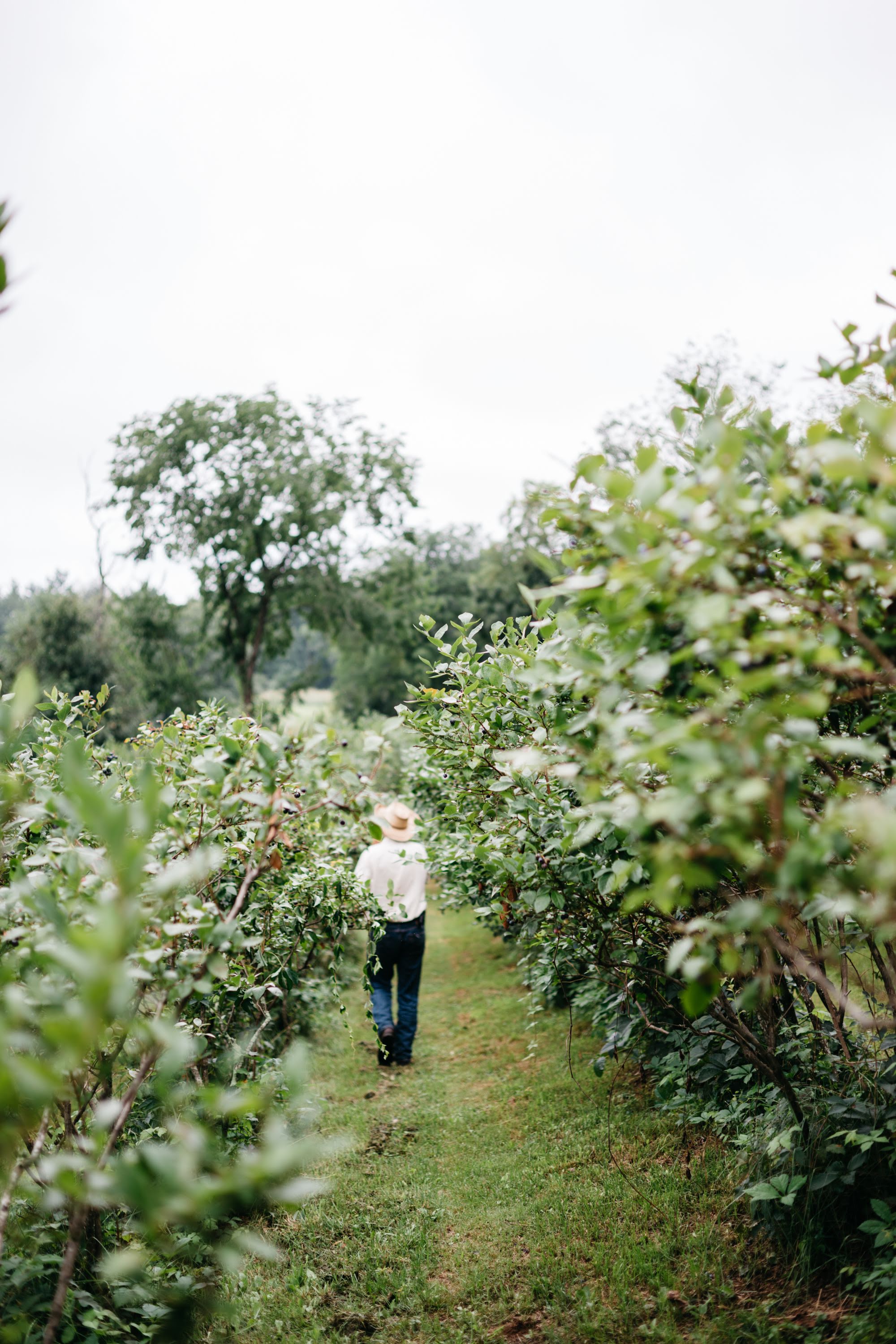 Walking through blueberry rows