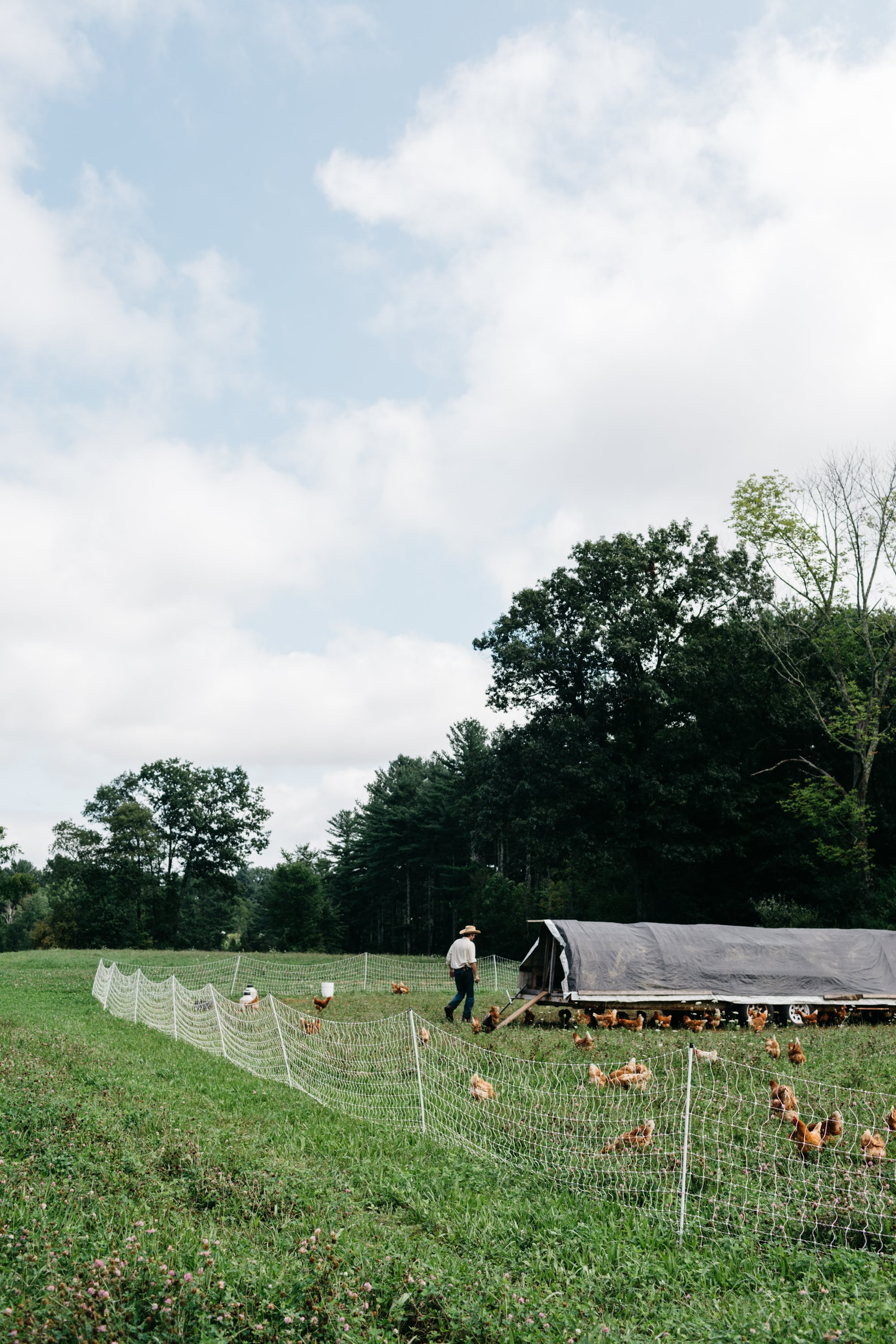 Pastured chickens at Tuckaway Farm