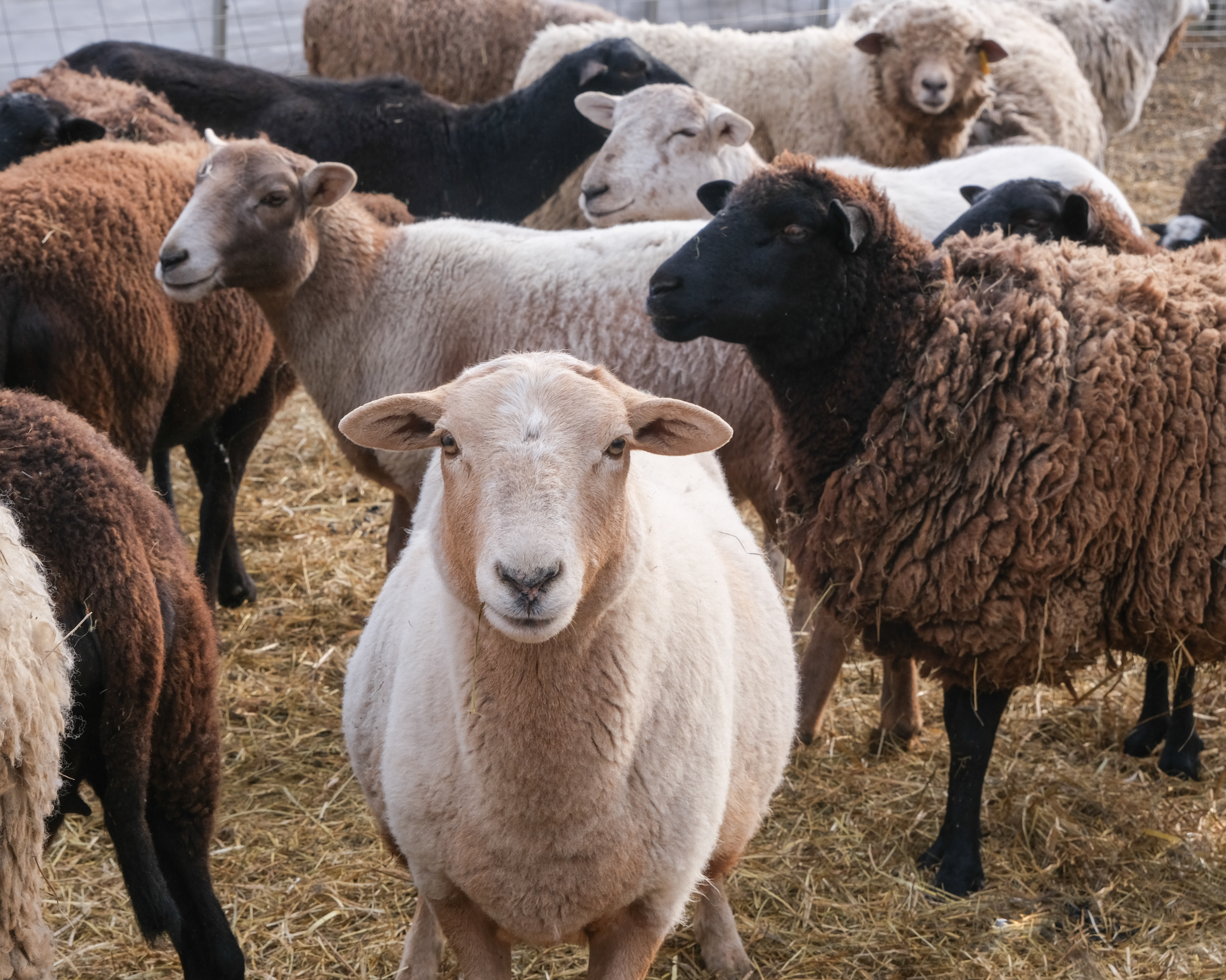 Sheep at Tuckaway Farm